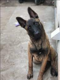 Maybe you would like to learn more about one of these? Belgian Malinois Puppy For Sale In Manteca Ca Adn 25763 On Puppyfinder Com Gender Male Malinois Puppies Belgian Malinois Puppies Malinois Puppies For Sale