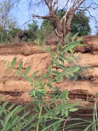 Image result for Aeschynomene elaphroxylon