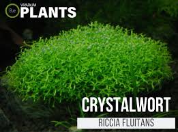 Riccia Fluitans Crystalwort Care Guide Vivarium Plants Riccia Fluitans Aquatic Plants Floating Plants