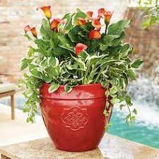 Check spelling or type a new query. Member S Mark 15 75 Ceramic Medallion Planter Sam S Club Planters Garden Containers Mark 15