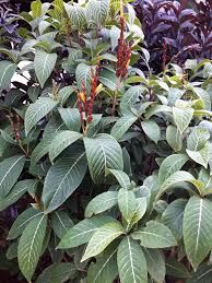 Image result for Sanchezia