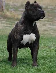 Pin On Medium Dog Breeds
