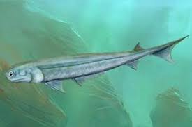 University of chicago) sharks have a reputation as ravenous hunters and apex predators, but new analysis of fossil records shows that some. Kakov Obshij Predok Akul I Lyudej U Bratana