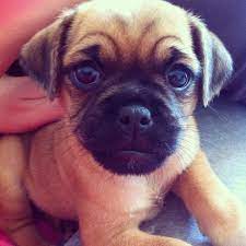 Pin By Ash Amaro On Jug Puppies Baby Pugs Cute Puppies Baby Dogs
