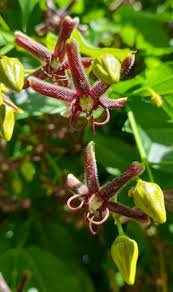 Image result for Periploca