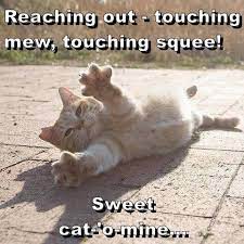 Reaching Out Lolcats Lol Cat Memes Funny Cats Funny Cat Pictures With Words On Them Funny Pictures Lol Cat Memes Lol Cats