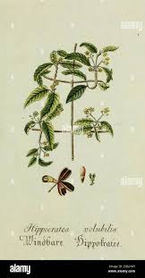 Image result for Hippocratea goetzei