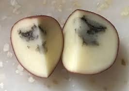 We did not find results for: Black Pattern Inside A Raw Potato Eat Or Toss