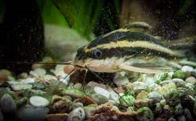 Striped raphael catfish (platydoras armatulus) is a catfish of the family doradidae. Raphael Catfish Care Guide Tank Size Tank Mates Lifespan