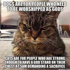 Click The Photo For More Funny And Cute Cat Videos And Photos Cutecats Catloverscommunity Cats Kittens Catvid Funny Animal Memes Funny Cat Memes Cat Memes