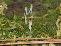 Image result for Multiclavula mucida
