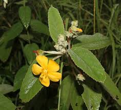 Image result for Melhania