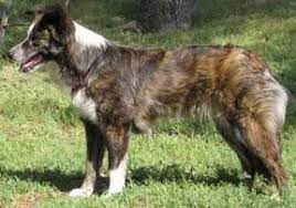 Gold Brindle With White Markings Border Collie Brindle Border Collie Border Collie Brindle