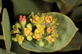 Image result for Osyris compressa