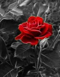 Gul Duvar Kagidi Red Roses Beautiful Flowers Beautiful Roses