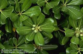 Image result for Pittosporaceae