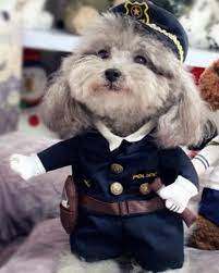 Pin On Pet Products