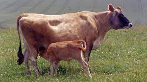 The Jersey Cow Helping Rwandan Widows Rebuild Their Lives Bbc News