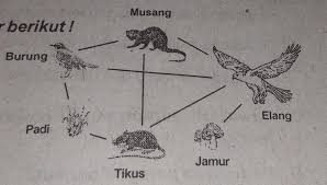 Pada jaring makanan memiliki berbagai macam organisme yang bisa ditentukan untuk menjadi makanannya. Sebutkan Rantai Makanan Yang Terdapat Pada Jaring Jaring Makanan Di Samping Brainly Co Id