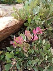 Image result for Ancylobothrys robusta