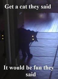 Ew Graffiti Http Graffitiartworkcoillecttions Blogspot Com Scary Cat Funny Pictures Cute Funny Animals