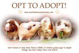 Pin On Animals Cavies