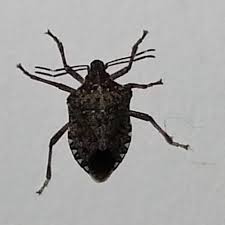 Black Beetle Stink Bug 3 Fool Proof Ways To Get Rid Of Stinkbugs In Your Home Stink Bugs Stink Stink Beetle