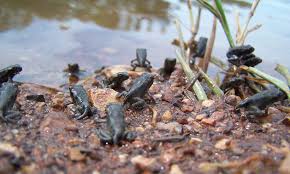 Cane toads were observed in the kimberley's deep and rocky gorges out, active and foraging in the middle of the day. 10 Facts About Cane Toads Wwf Australia Wwf Australia