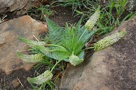 Image result for Ledebouria revoluta