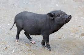 Maybe you would like to learn more about one of these? Why You Should Think Twice Before Buying A Teacup Pig One Green Planet