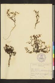 Image result for Ocimum filamentosum