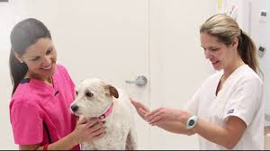 The kentucky humane society's healthy pets clinic on steedly drive is permanently closed. Sweetgrass Animal Hospital Summerville Veterinary Care North Charleston Sc