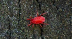 Little red mites on concrete. Red Bugs On Concrete A Complete Guide To Clover Mites