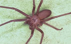 Black widow (and brown widow) spider bites are known to cause severe pain and muscle cramping, especially in the abdomen and back. Arthropod Bites American Family Physician