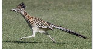 Birds Of East Texas Book Road Runners Also Live In East Texas Be Careful If They Puff Up That Means Snake Nearby Road Runner Bird Birds Road Runner