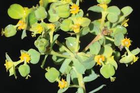 Image result for Gnidia burchellii