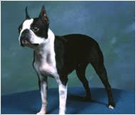 boston terrier dog breed facts and traits hills pet