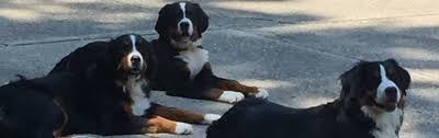 These dogs have a history that goes back in time for more than two thousand years. Home Hunter S Run Bernese Mountain Dogs