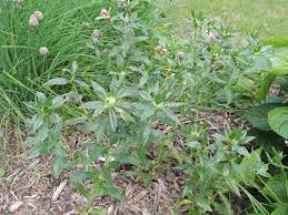 How To Grow Safflower Flowers And Plants For A Better Flower Garden Follow The Gardener S Network