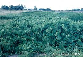 Image result for Lablab