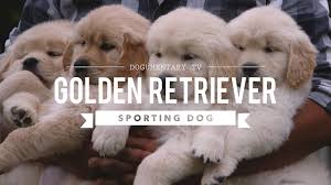 Pairing our puppies with their new families is one of the greatest joys. Top Quality Golden Retriever Vizsla Breeder Golden Meadows