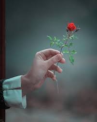 Jahangir Alam Beautiful Rose Flowers Beautiful Roses Flower Phone Wallpaper