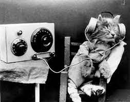 The Effect Of Listening To Music For Pets Petspyjamas