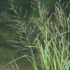 Image result for Panicum repentellum
