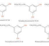 Bioavailability and Bioactivity of Alkylresorcinols from ...
