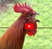 Parfois, cette aversion au bruit tourne au ridicule, comme lorsque des touristes logés au presbytère des bondons (lozère) demandent au maire de faire sonner les cloches plus tard le le coq maurice a eu de la chance. Le Chant Du Coq Explications Et Legislation