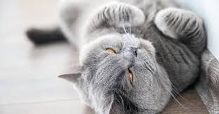 Moya's board cute cats photos, followed by 1265 people on pinterest. What Are The Cutest Cat Breeds Petfinder