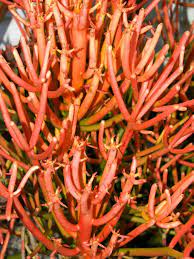 Euphorbia Tirucalli Rosea Fire Sticks World Of Succulents Euphorbia Succulents Pencil Trees