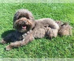 As reputable havanese breeders in rhode island and florida, we at royal flush havanese pride ourselves on our happy, hearty, healthy havanese our havanese puppies love everyone and make friends fast with other pets! Puppyfinder Com Havanese Puppies Puppies For Sale Near Me In Florida Usa Page 1 Displays 10