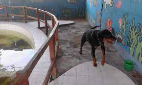 We did not find results for: Tafsir Arti Mimpi Tentang Anjing Terlengkap Dan Penting Perlu Kamu Ketahui Mentari Bali Holiday